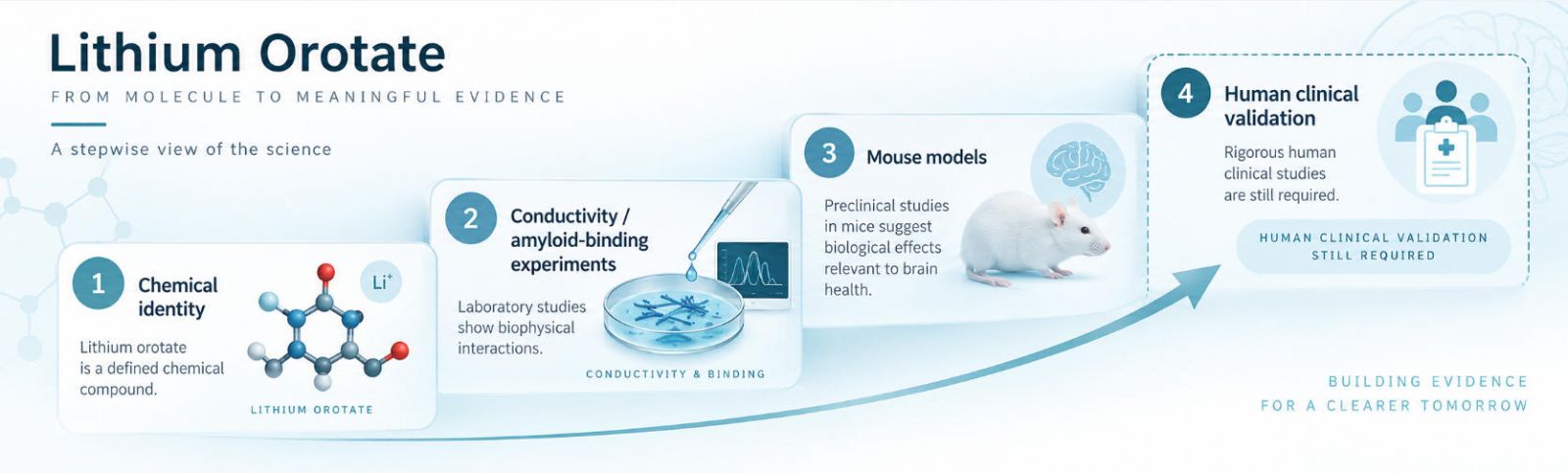 Evidence ladder for lithium orotate: chemical identity → conductivity / amyloid-binding experiments → mouse models → human clinical validation still required. Avoid treatment-claim language.